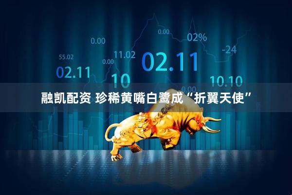 融凯配资 珍稀黄嘴白鹭成“折翼天使”